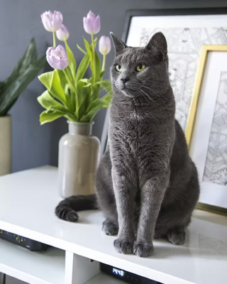 Before pet portrait example 2